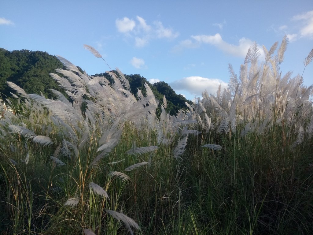 DSC_2954.JPG - 屈尺高灘地  甜根子草