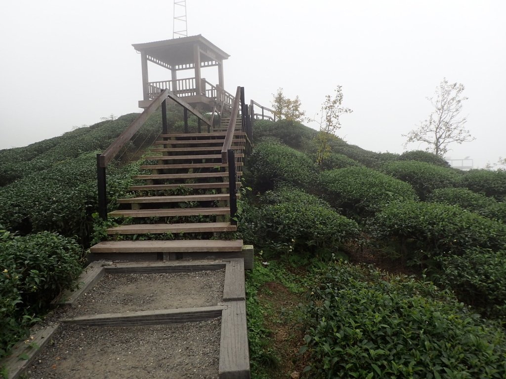 PA171101.JPG - 鹿谷  大崙山  霧中茶園之美(02)