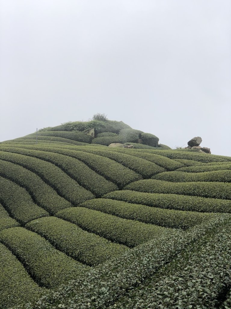 IMG_4682.JPG - 阿里山  隙頂茶園之美