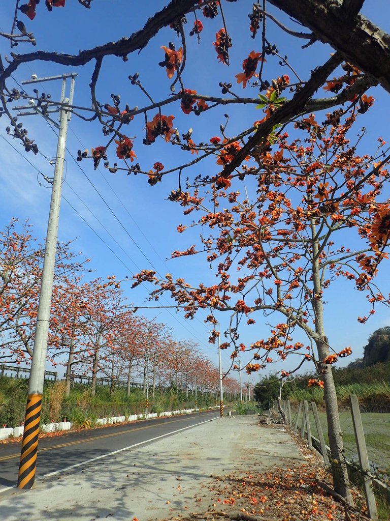 P3036253.JPG - 清水  大田產要道路  木棉花