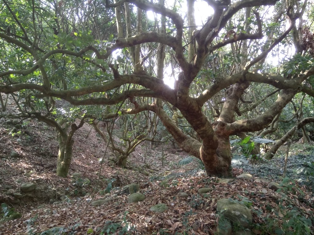 DSC_7374.JPG - 草屯平林  九九峰森林步道