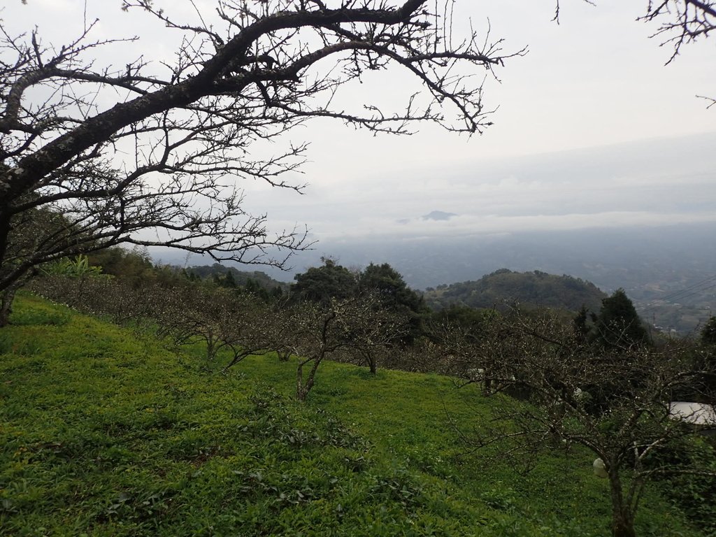 P1294552.JPG - 大湖  關刀山步道  (聖關段)