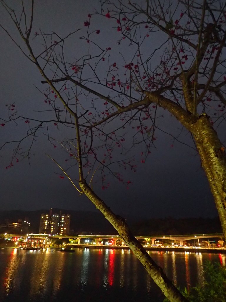 P3116958.JPG - 內湖  大湖公園之夜色