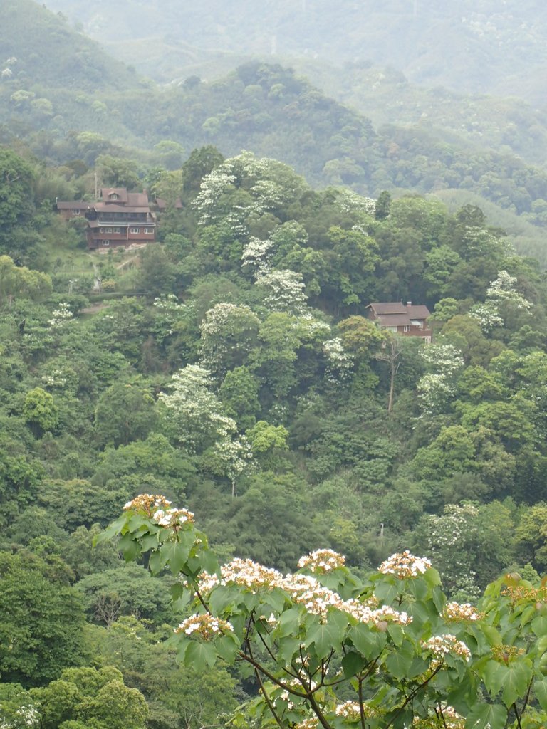 P4191927.JPG - 南庄  細湖頂  桐花山林