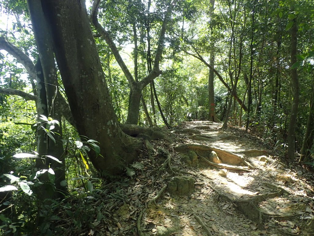 P4161401.JPG - 霧峰  青桐林生態園區