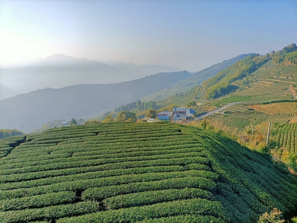 IMG20210130075525.jpg - 梅山  二尖山  龍眼茶園風光