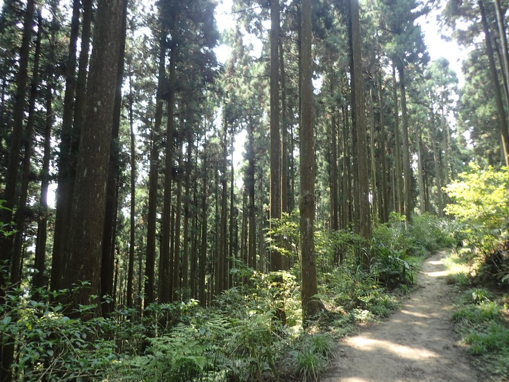 P4036927.JPG - 五峰  鵝公髻山登山步道  (02)