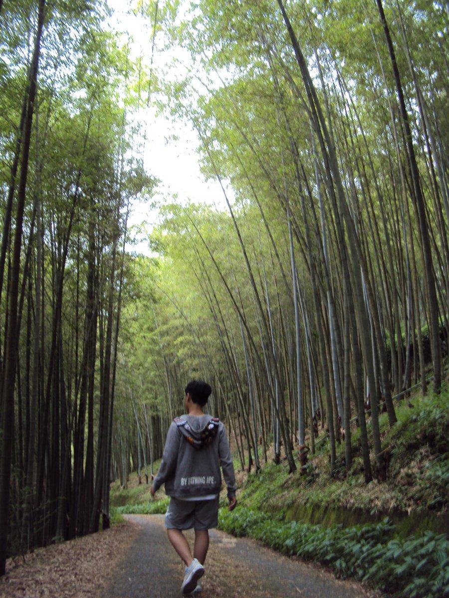 DSC08042.JPG - 竹山  大諳  孟宗竹蔭隧道