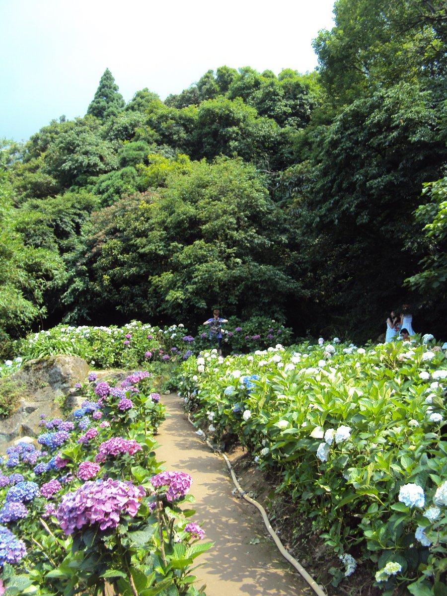 DSC08471.JPG - 水車寮  高家繡球花園