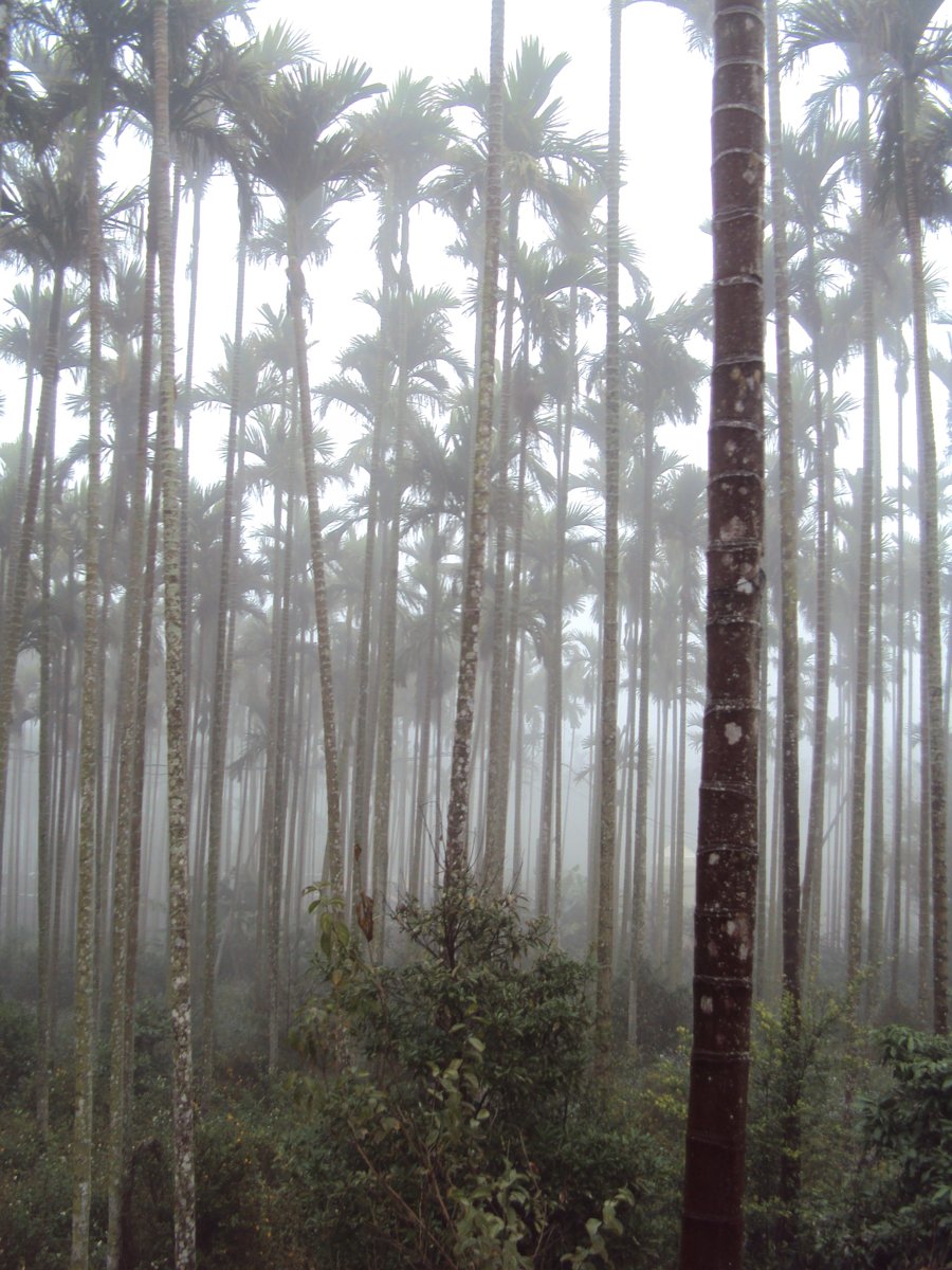 DSC07696.JPG - 南投  永興  晨霧山林