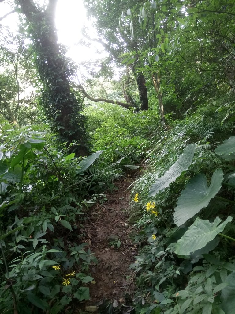 DSC_8813.JPG - 北投  中正山登山步道 03