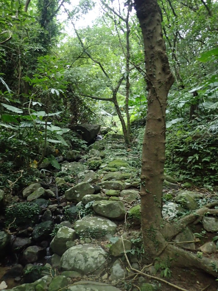 P1263972.JPG - 金山  大路崁古道