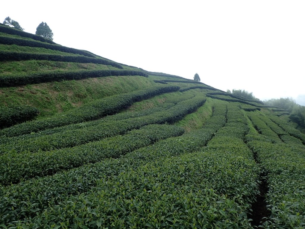 P8156598.JPG - 武界茶園  (02)