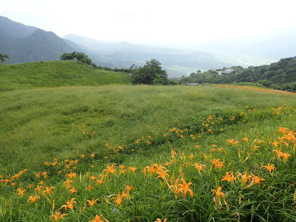 P9087960.JPG - 富里  六十石山  金針花季