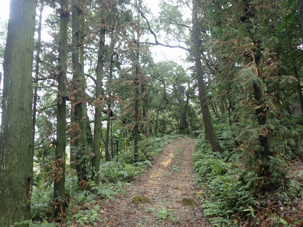 P1294563.JPG - 大湖  關刀山步道  (聖關段)