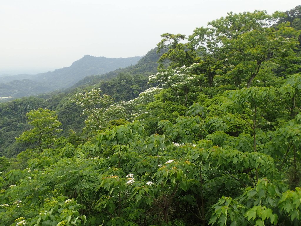 P4191932.JPG - 南庄  細湖頂  桐花山林