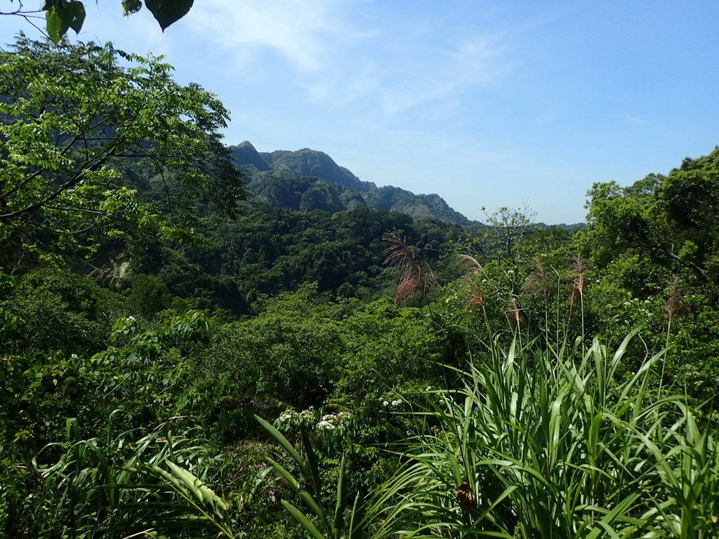 P4161413.JPG - 霧峰  青桐林生態園區