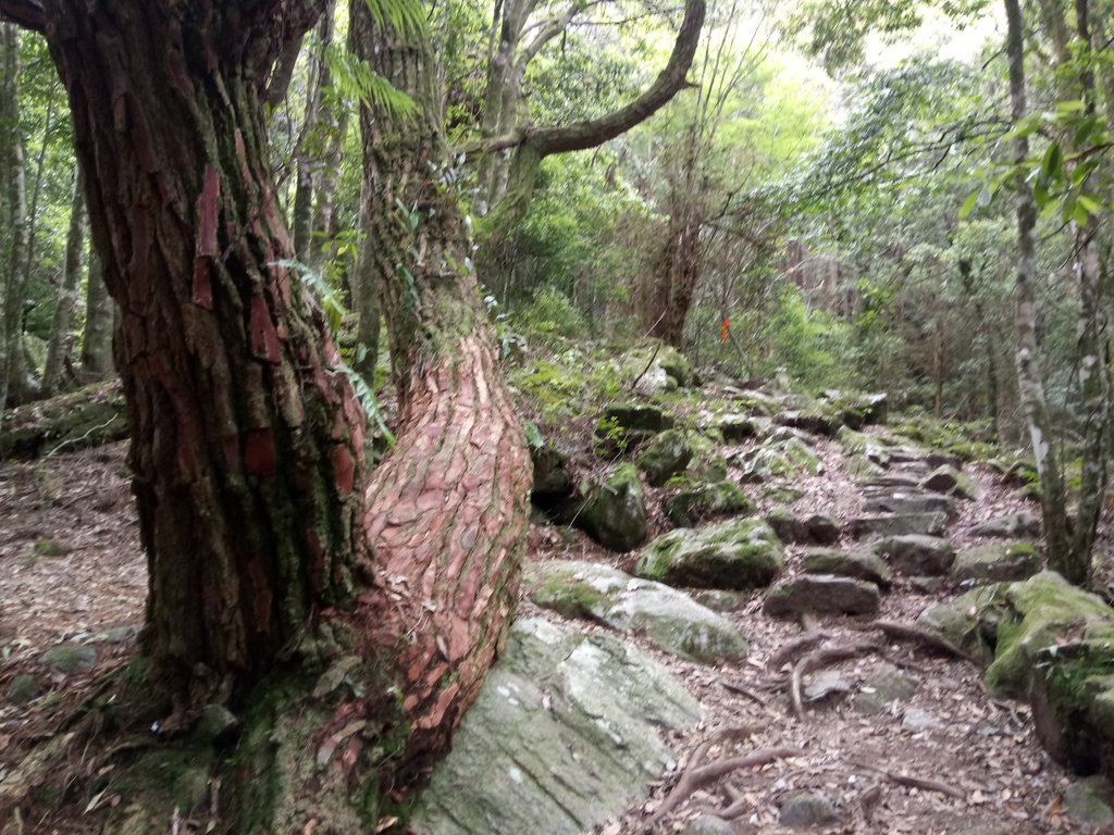 DSC_0003.JPG - 谷關七雄之  馬崙山  (下)