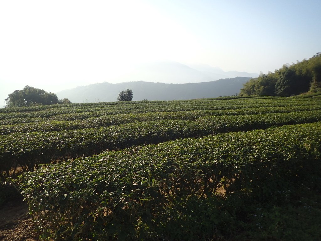 P1306586.JPG - 梅山  龍眼林茶園風光