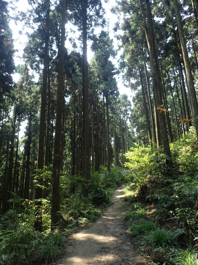 P4036929.JPG - 五峰  鵝公髻山登山步道  (02)