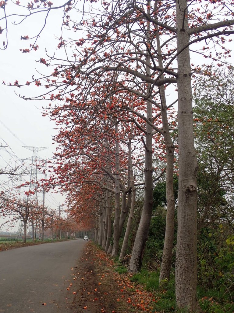 P3066364.JPG - 埤頭  東螺溪  木棉花