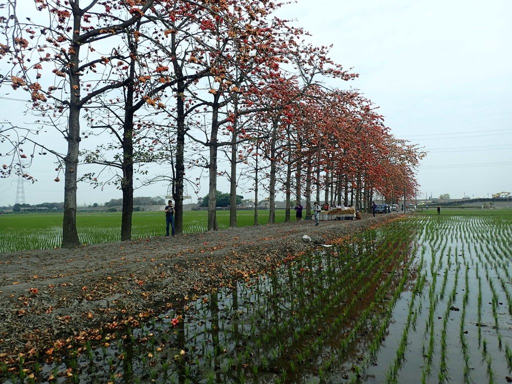 P3066512.JPG - 竹塘  田頭  木棉花道