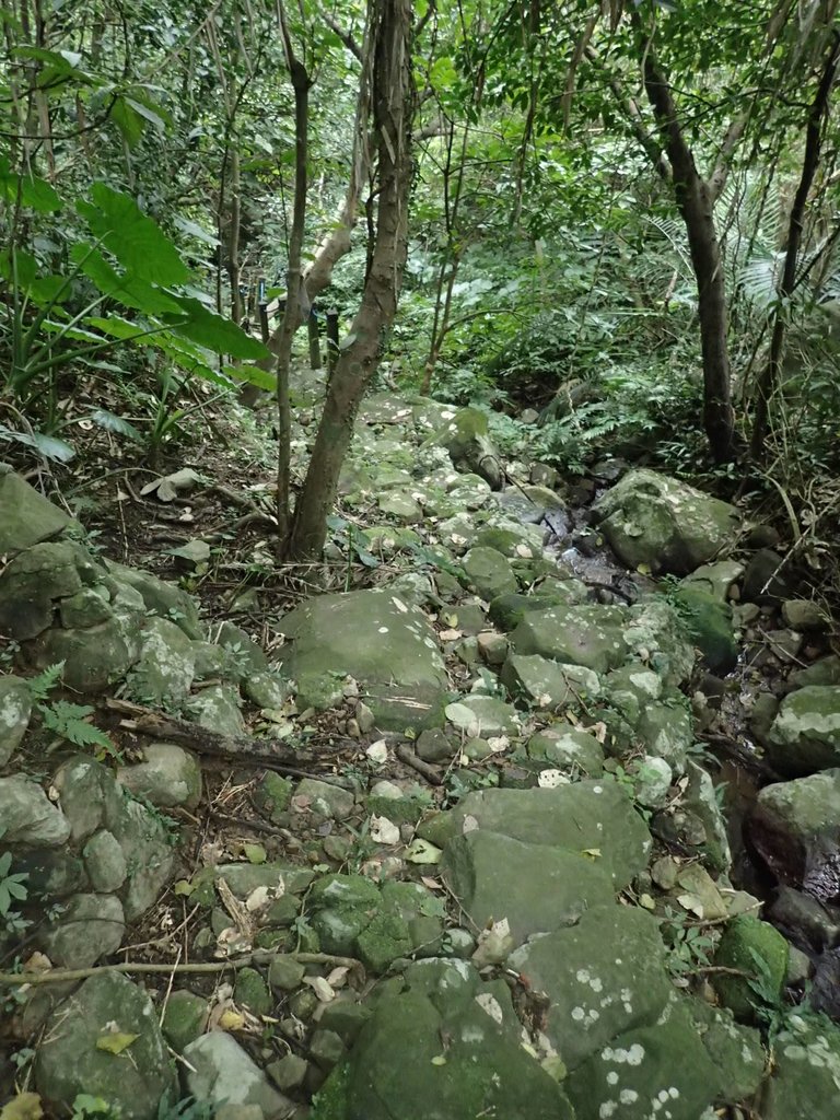 P1263975.JPG - 金山  大路崁古道