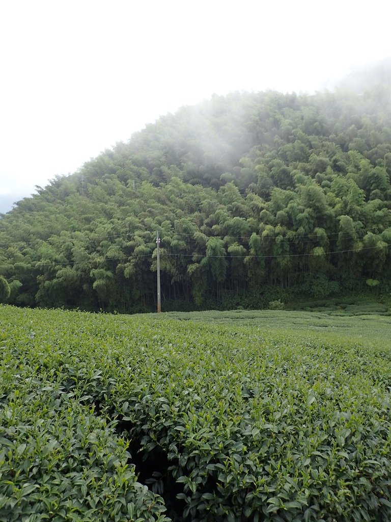 P8156601.JPG - 武界茶園  (02)