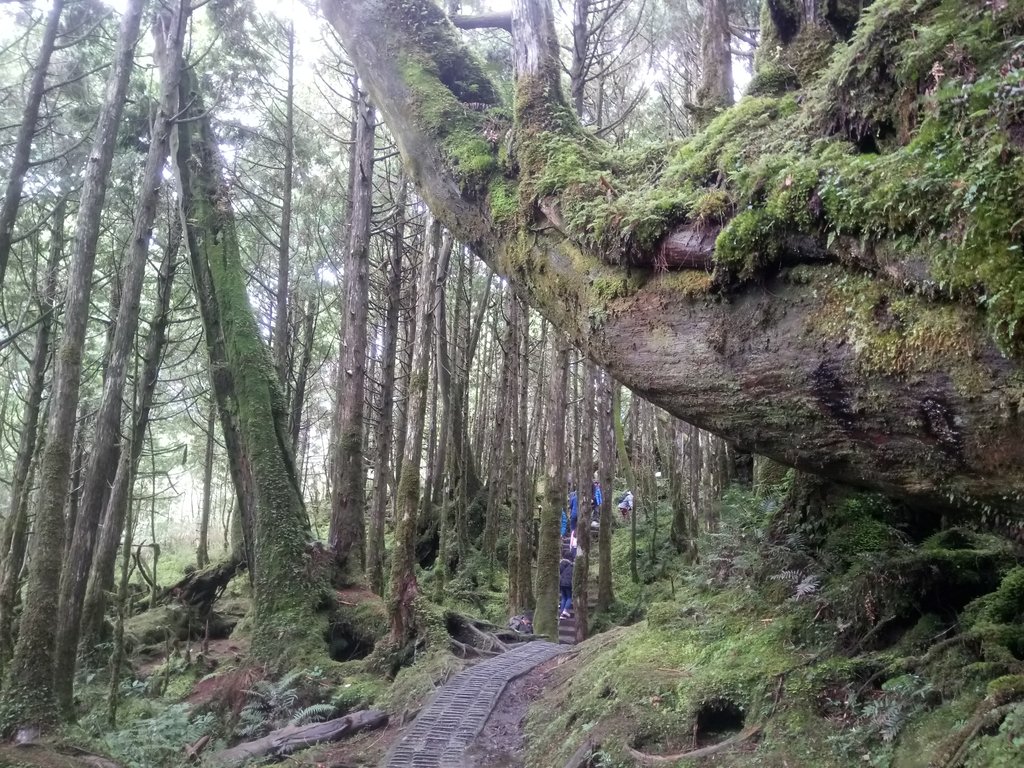 DSC_0074.JPG - 太平山  翠峰湖環山步道  01