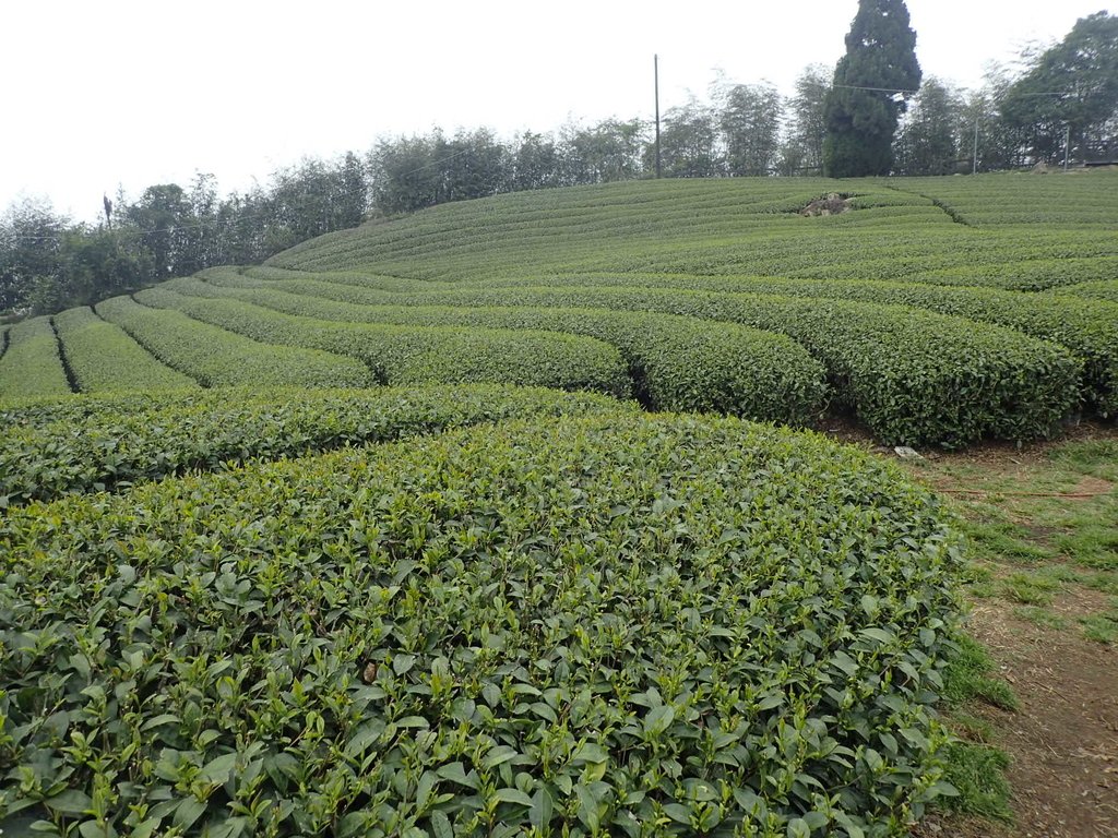 P3257832.JPG - 阿里山  隙頂茶園之美