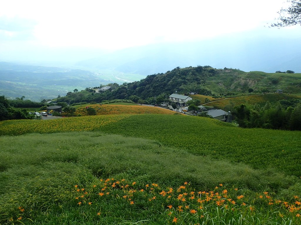 P9087962.JPG - 富里  六十石山  金針花季