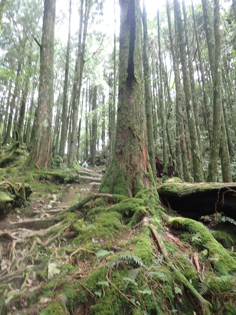 P6160655.JPG - 谷關七雄之  八仙山  (02)