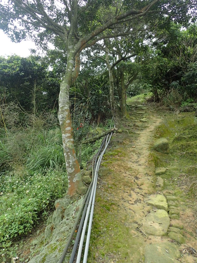 P3308263.JPG - 萬里  大路嶺古道行