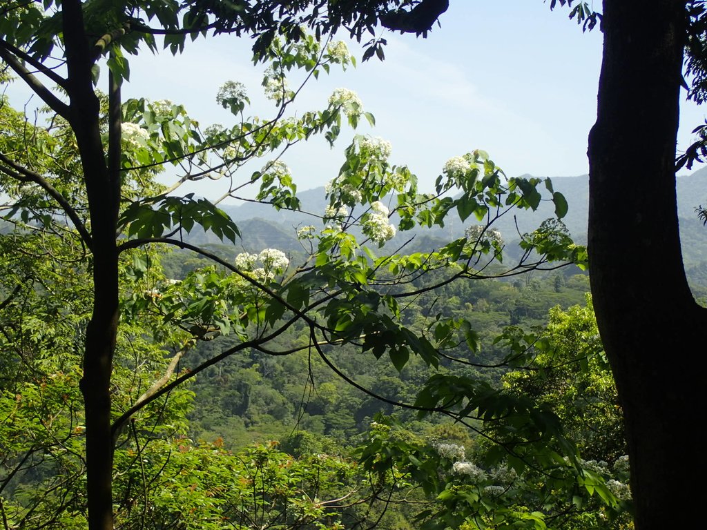 P4161420.JPG - 霧峰  青桐林生態園區