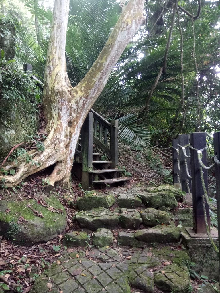 DSC_1002.JPG - 新竹  五指山登山步道