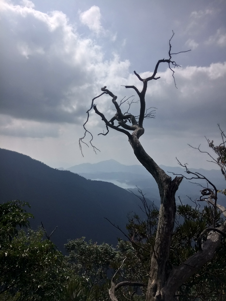 DSC_4101.JPG - 魚池  大尖山登山步道