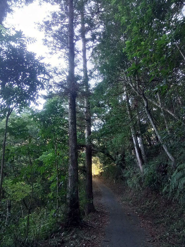 DSC_1651.JPG - 仁愛  惠蓀林場  湯公碑步道