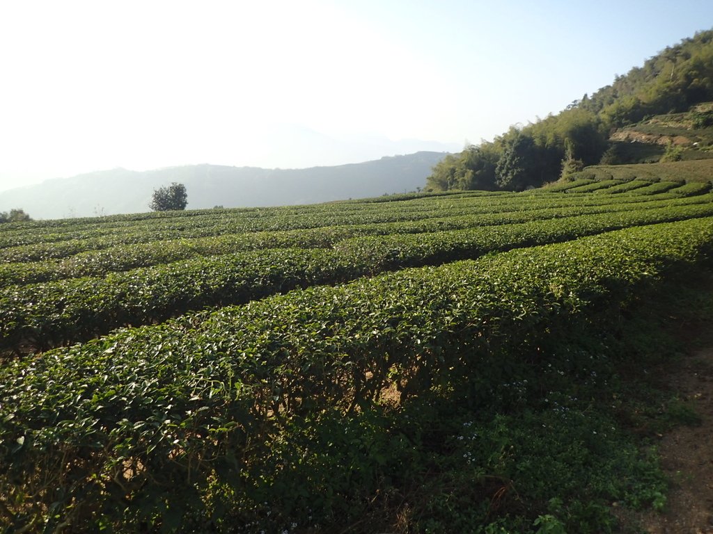 P1306587.JPG - 梅山  龍眼林茶園風光