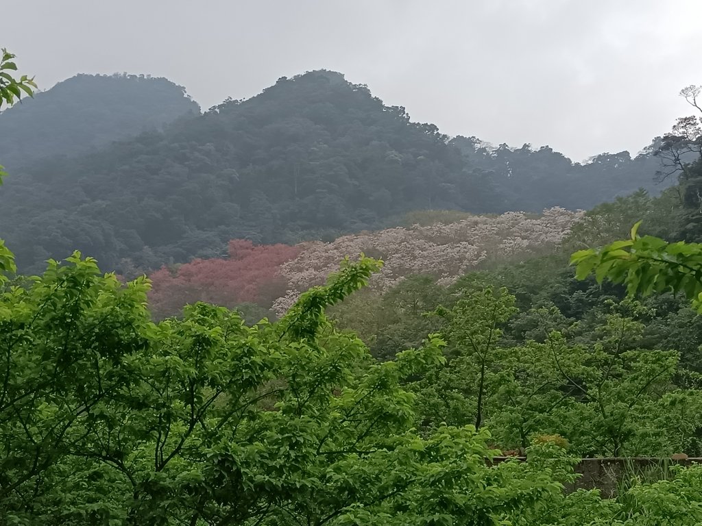 IMG20210226121946.jpg - 三峽  熊空  大熊櫻花林