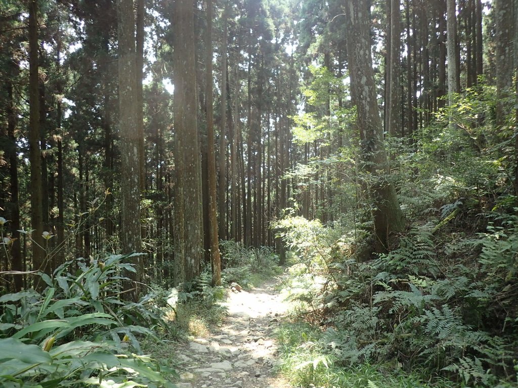 P4036932.JPG - 五峰  鵝公髻山登山步道  (02)