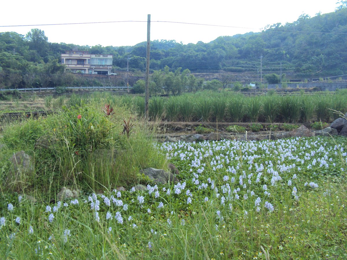 DSC09011.JPG - 金山  葵扇湖田野風光(一)