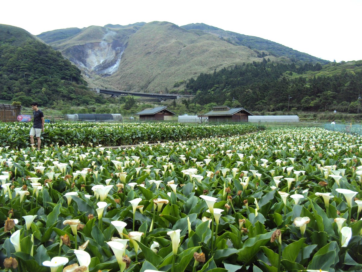 DSC05252.JPG - 竹子湖海芋步道