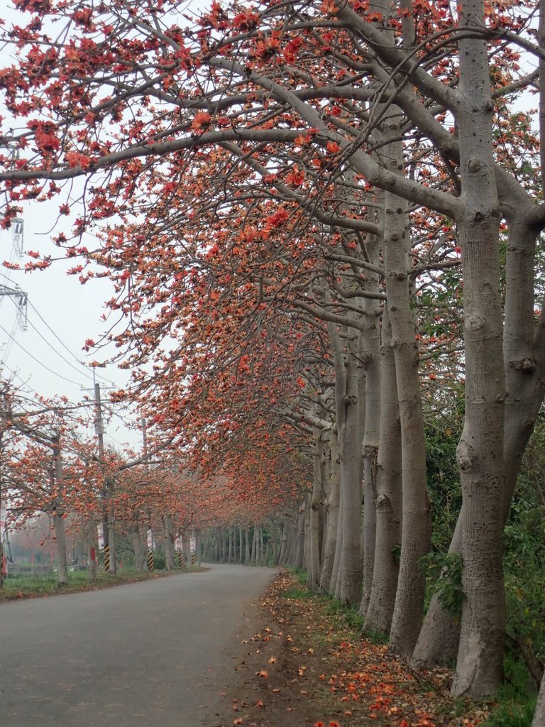 P3066368.JPG - 埤頭  東螺溪  木棉花