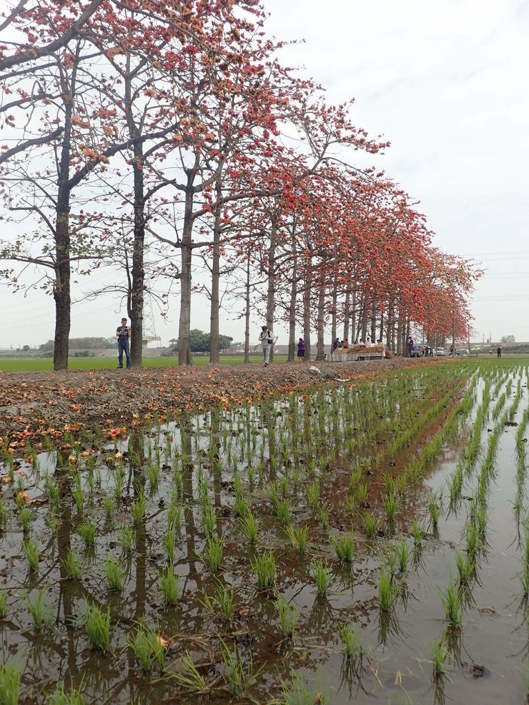 P3066515.JPG - 竹塘  田頭  木棉花道