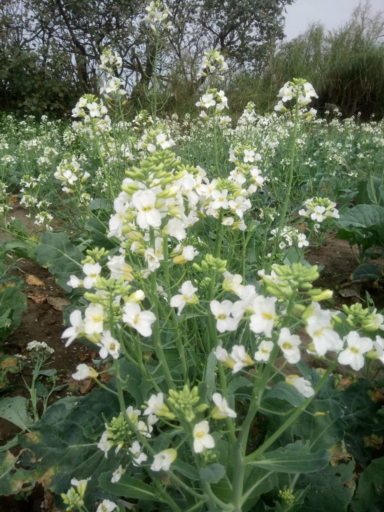 DSC_3975.JPG - 淡海  洲子灣  芥藍菜花田