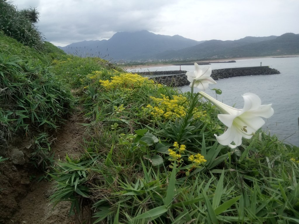 DSC_1192.JPG - 金山  磺港岬角  秘徑