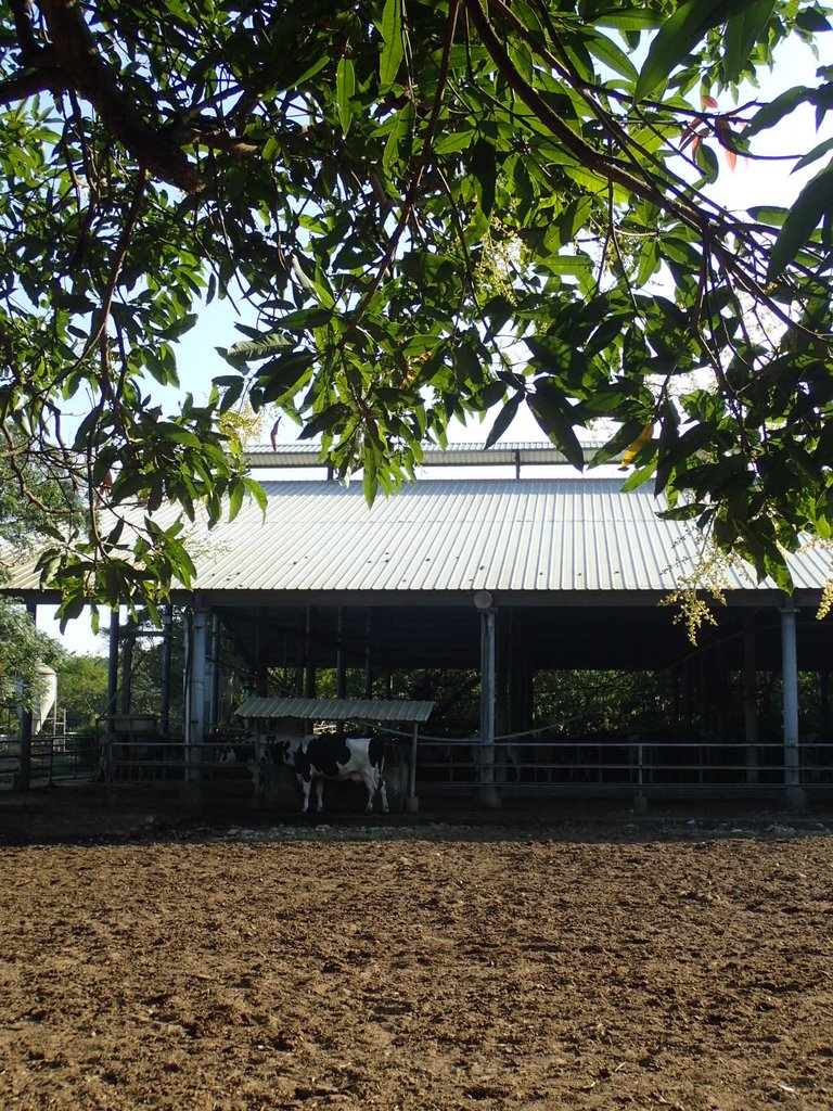 PA246539.JPG - 台中  東海大學校園巡禮