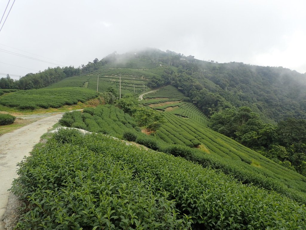 P8156629.JPG - 武界茶園  (02)