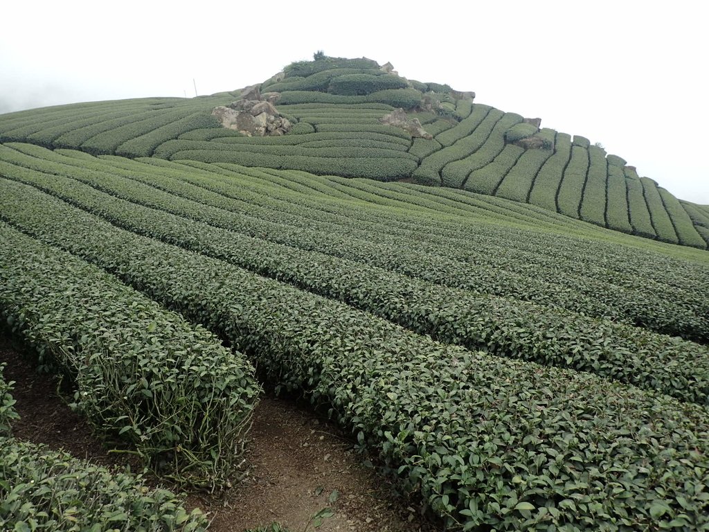 P3257857.JPG - 阿里山  隙頂茶園之美