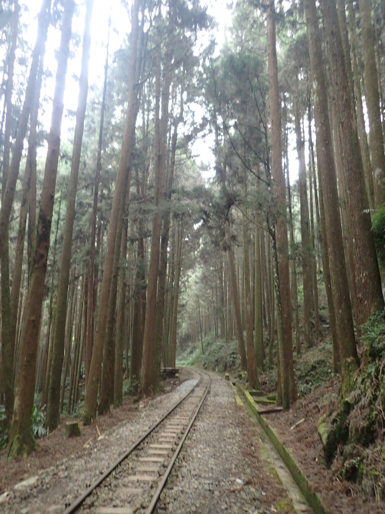 P3257943.JPG - 阿里山  二萬平  抱石神木